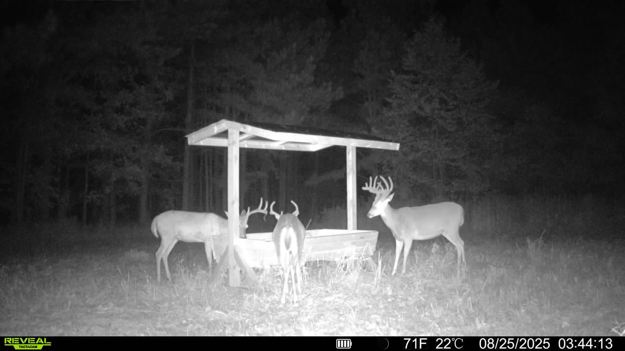 Trail camera photo of whitetail deer