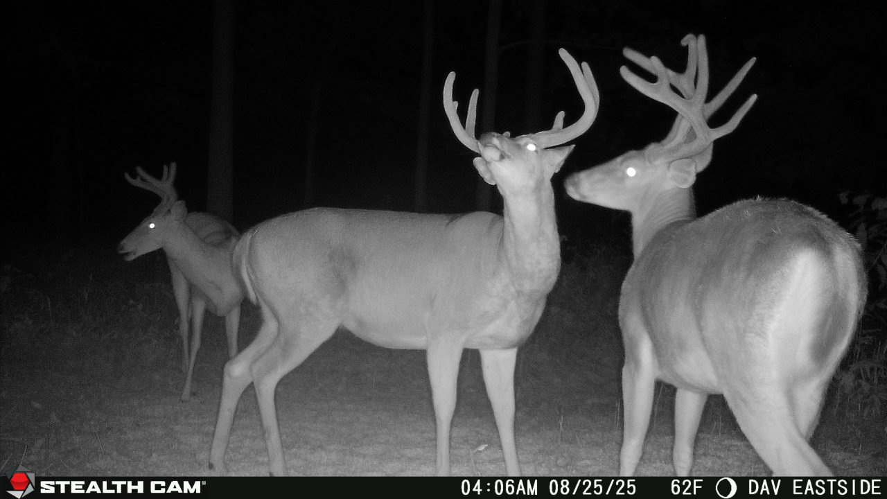 Trail camera photo of whitetail deer