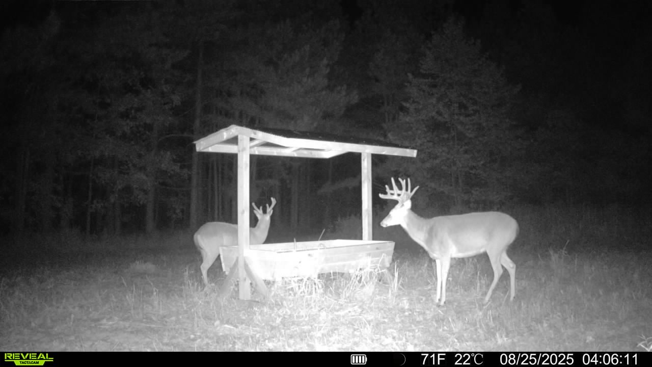 Trail camera photo of whitetail deer