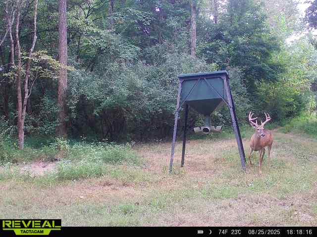 Trail camera photo of whitetail deer