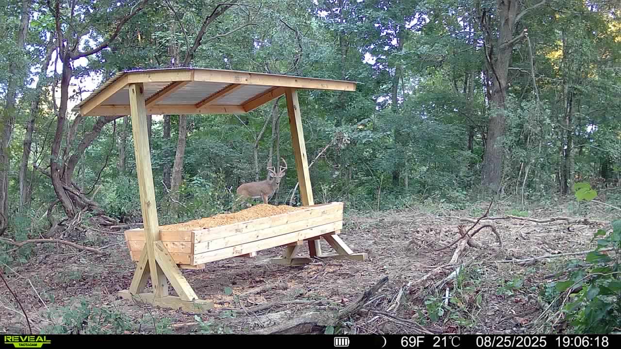 Trail camera photo of whitetail deer