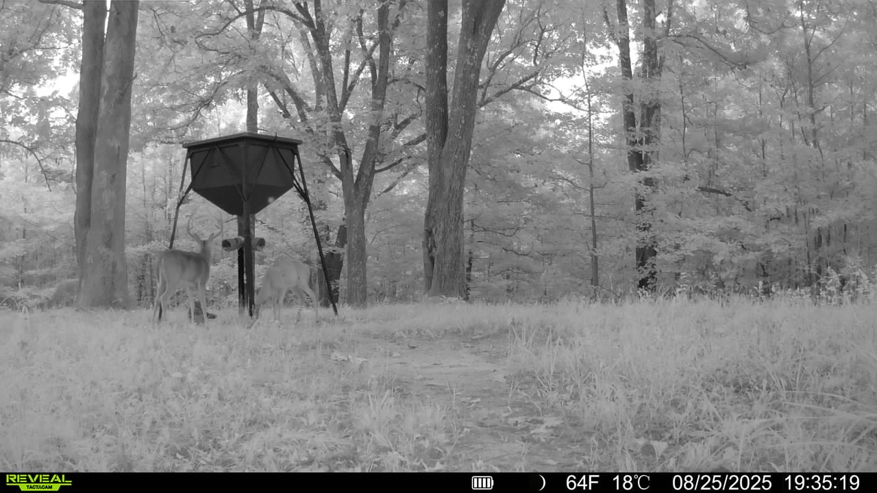 Trail camera photo of whitetail deer