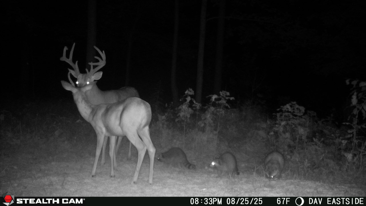Trail camera photo of whitetail deer