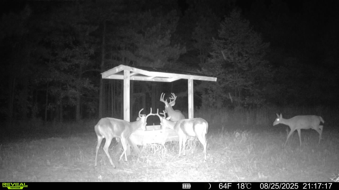 Trail camera photo of whitetail deer