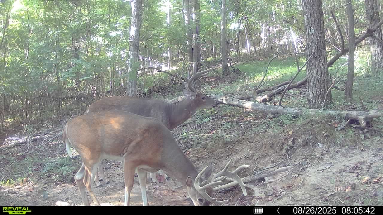 Trail camera photo of whitetail deer