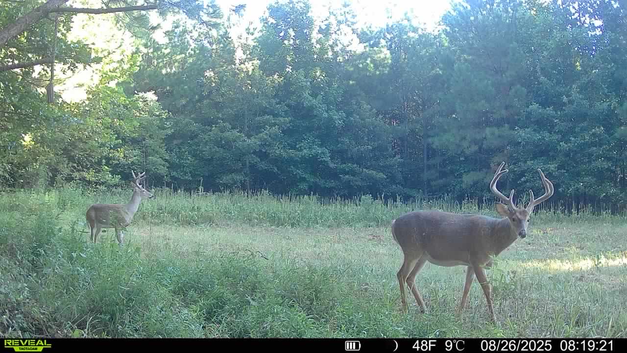 Trail camera photo of whitetail deer