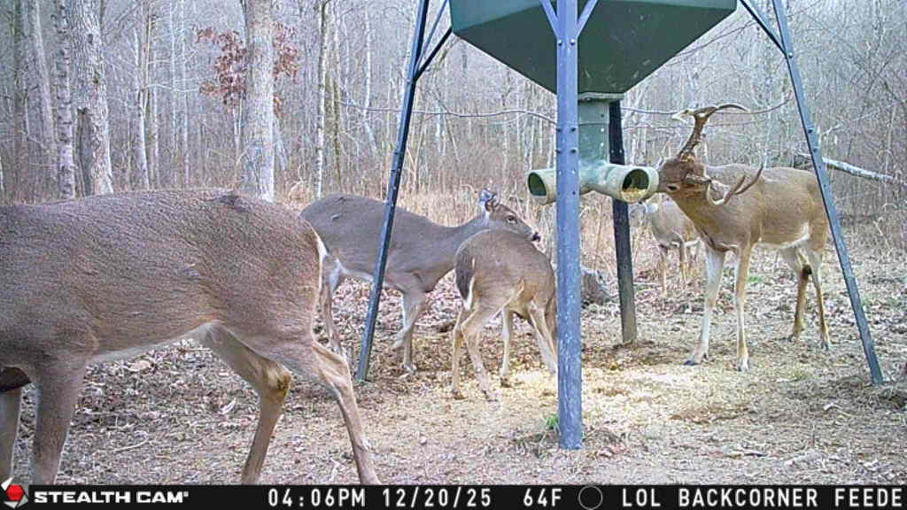 Trail camera photo of whitetail deer