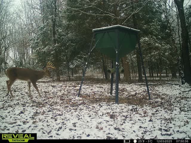 Trail camera photo of whitetail deer