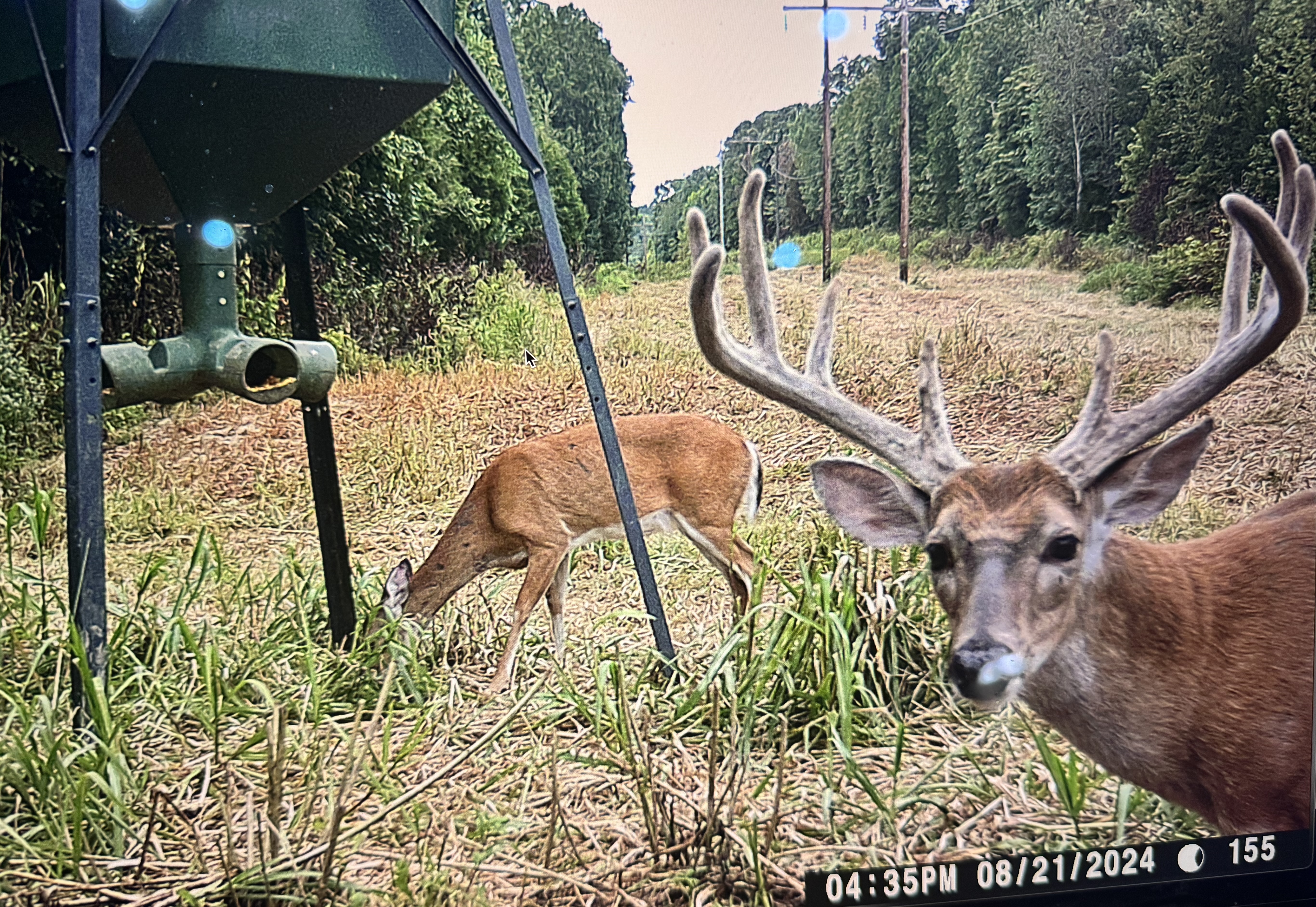 Trail camera photo of whitetail deer