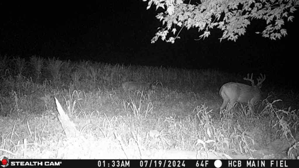 Trail camera photo of whitetail deer
